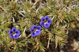 Image result for Aptosimum