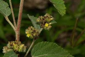 Image result for Waltheria