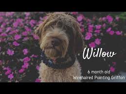 No wirehaired pointing griffon's were found in the for sale catergory. Willow 6 Month Old Wirehaired Pointing Griffon Obedience Training Distraction Training Youtube