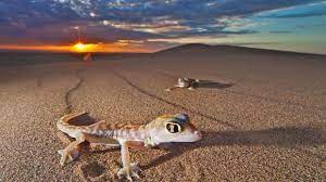 Sossusvlei is basically an enormous clay pan which is surrounded by gigantic red sand dunes. Africa Namib Desert And What Lies Beneath