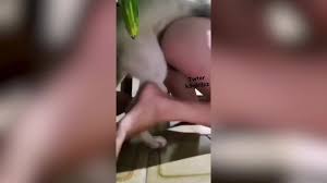 Compilation - BestialitySexTaboo - Bestiality Sex Taboo