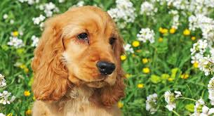 We are blessed to have a spacious property where we are able to provide large housing for all of our dogs and have the space to provide a large state of the art nursery, grooming facility. English Cocker Spaniel Puppies For Sale Near You