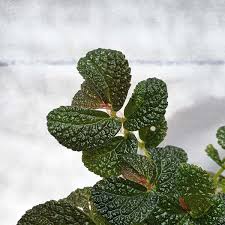 Image result for Limeum fenestratum