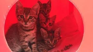 Ruyada Kedi Gormek Ne Anlama Gelir Ruyada Kedi Gormenin Anlami Iyi Mi Kotu