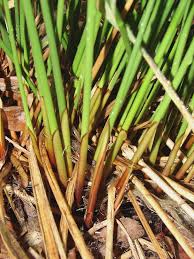 Image result for Juncus exsertus