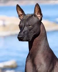 Best 30 Mexican Hairless Dog Fun On 9gag