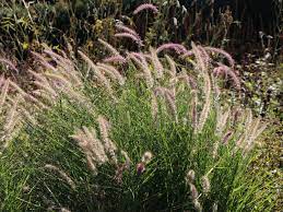 Ecologically, pennisetum orientale 'karley rose' is of little interest to wild life. Feines Federborstengras Karley Rose Bestes Stauden Wissen