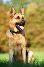 I am no entomologist, so correct me if my taxonomy is incorrect.while i've. Was It Just A Little Bite Or More Evaluating Bite Levels In Dogs Dr Sophia Yin