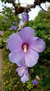 Image result for Thunbergia vogeliana