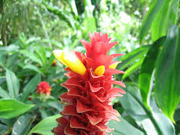 Image result for Costus