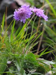 Image result for Cephalaria pungens