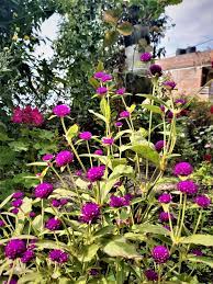Color (american english) or colour (british english) is the characteristic of human visual perception described through color categories, with names such as red, blue, yellow, green, orange, or purple… Gomphrena Globosa Wikipedia