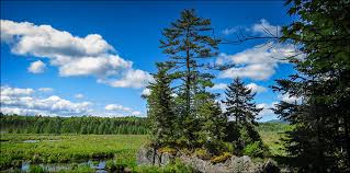 Eastern white pine tree pictures. Trees Of The Adirondacks Eastern White Pine Pinus Strobus