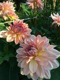 Fairway Pilot Dahlia Approximately 4 1 2 To 5 Foot Tall Dahlia Flower Dahlias Garden Dahlia