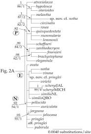 Image result for Asclepias buchwaldii