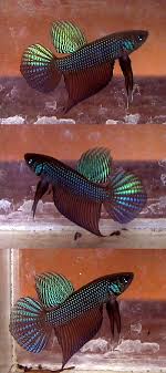 See more ideas about betta, betta fish, aquarium fish. Wild Betta Smaragdina Guitar Betta Fish Aquarium Fish Beautiful Fish