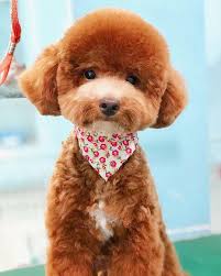 2 353 likes 23 comments potato poodle potatopoodle on instagram hello i m potato poodle teddy teddy bear