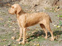 Image result for slovenský ohař hrubosrstý