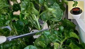 Tumbuh hijau segar bugar tanpa sebarang penjagaan yang remeh pun. Tanam Bayam Brazil Guna Keratan Batang Ni Cara Boleh Follow Keluarga