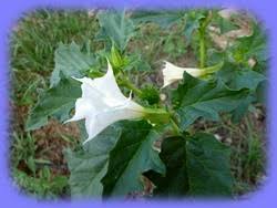 Image result for durman obecný plod