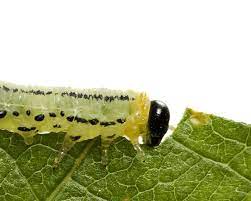 This has overwhelmingly positive reviews online and is highly effective, even compared to traditional chemical sprays. What Are Caterpillars How To Control Them In Your Garden Yates