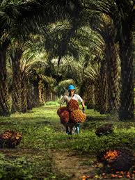 No reviews currently, you may post the first one. Home Sampoerna Agro