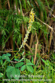 Image result for Crotalaria barkae