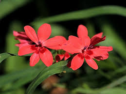 Image result for Freesia laxa