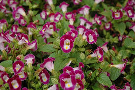 Clown Burgundy Torenia Torenia Clown Burgundy At Stonegate Gardens Flowers Planting Flowers Lavender Blue