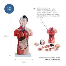 Female torso muscle anatomy 3d model. 66fit Female Torso Anatomical Model 15 Parts 42cm