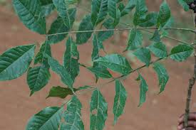 Image result for Zanthoxylum usambarense