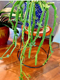 Image result for Cissus