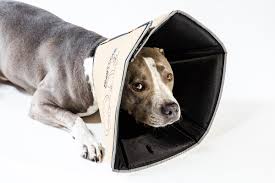 The natural inclination for all of us is to scratch a sore or itchy eye but that hinders healing so the doctor say don't scratch! The Comfy Cone All Four Paws