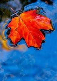 3,423 views | 4 replies. 220 Things That Are Orange And Blue Ideas Orange Blue Blue Orange