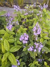 Image result for Panicum graciliflorum