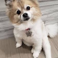 Craigslist marketing for pet professionals. Best Dog Nail Trimming Near Me February 2021 Find Nearby Dog Nail Trimming Reviews Yelp