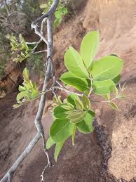 Image result for Stereospermum kunthianum