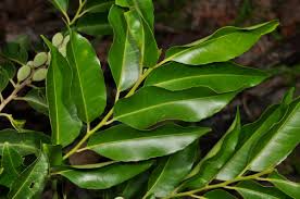 Image result for Drypetes