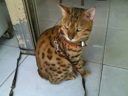 Check spelling or type a new query. à¸¡ à¹ƒà¸„à¸£à¹€à¸„à¸¢à¹€à¸¥ à¸¢à¸‡à¸™ à¸­à¸‡à¹à¸¡à¸§à¸ž à¸™à¸˜ à¹€à¸šà¸‡à¸à¸­à¸¥ à¹„à¸«à¸¡ à¸„à¸° à¸£à¸šà¸à¸§à¸™à¸ªà¸­à¸šà¸–à¸²à¸¡ Pantip