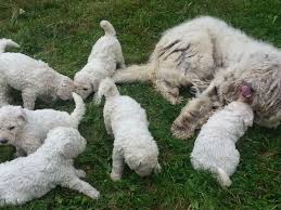 Image result for Komondor