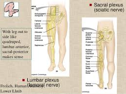 Lower body anatomy and color study. Nerves Of The Leg Anatomy Anatomy Drawing Diagram