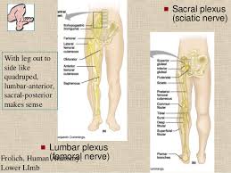 The root is attached to the abdominal and pelvic wall. Nerves Of The Leg Anatomy Anatomy Drawing Diagram