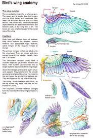 Pin By Osiel Hernandez On Artwork Wings Art Wings Drawing Bird Drawings