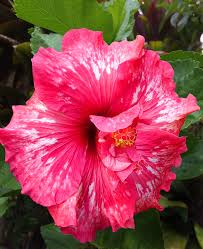 May 22, 2021 · for people who prefer organic products and fertilizers, this one might be right for you. For The Love Of Double Tropical Hibiscus Dengarden