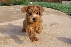 (sfo > $800+gas/air to east coast in 6 days pets free & in. Craigslist San Diego Pets Yorkie