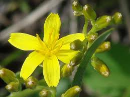 Image result for Crepis