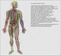 Anatomy of the lymph system. Vektorgrafiken Lymphatic System Vektorbilder Lymphatic System Depositphotos