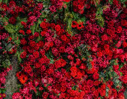 See more ideas about beautiful flowers, flowers, beautiful. Beautiful Natural Flowers Ornamental Garden Wall Background With Stock Photo Picture And Royalty Free Image Image 93745035