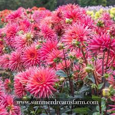 Wyn's king salmon dahlia tuber $8.00. Dahlia Wyn S King Salmon Dahlia Summerdreamsfarm