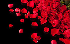 Photo Wallpaper The Dark Background Roses Petals Stock Photography 1332x850 Download Hd Wallpaper Wallpapertip Comments for the dark pink roses pattern wallpaper. photo wallpaper the dark background